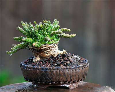 10 best indoor succulents