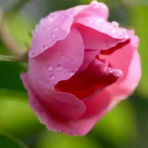 Damask rose 