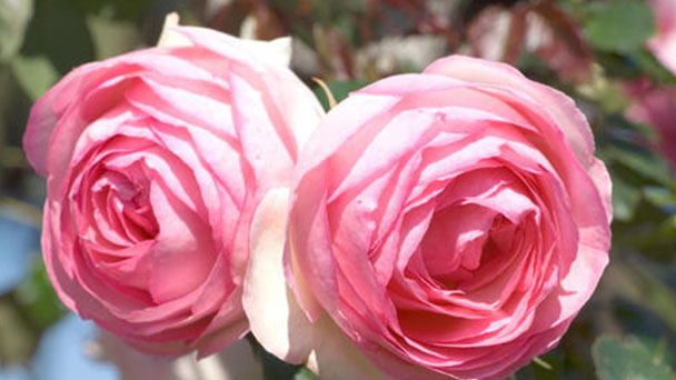 French roses profile