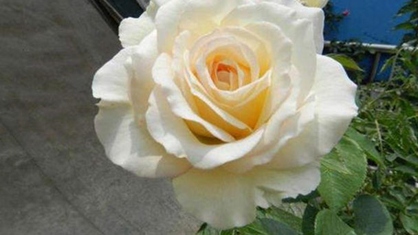 Top 10 Most Beautiful Roses in the World