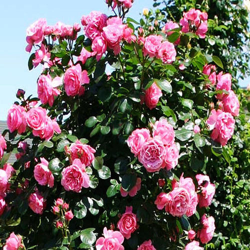 The 10 most beautiful roses in the world