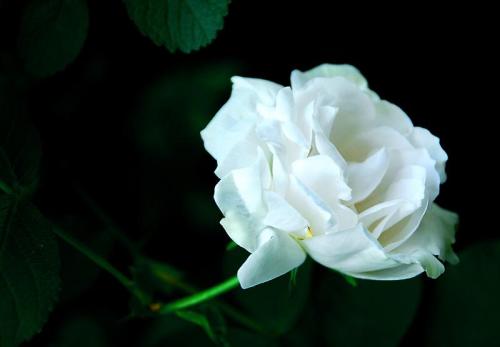 The 10 most beautiful roses in the world