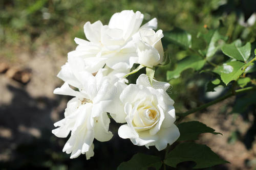 White rugosa rose 