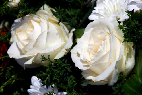 White rugosa rose 