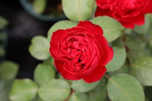 care for Hybrid tea rose