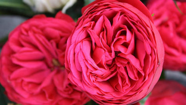 How to grow and care for hybrid tea roses