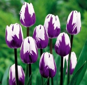 7 best flowers for valentines day