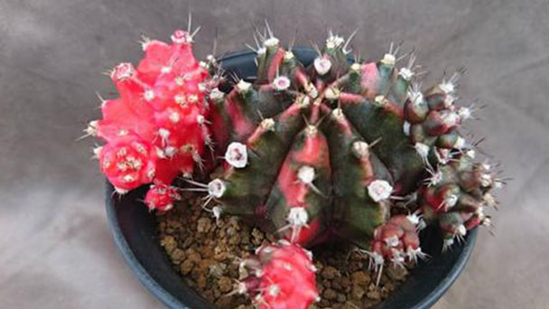Moon cactus-How to grow and care for it