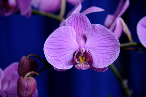 propagate moth orchids