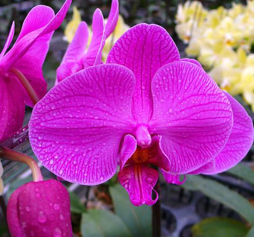 care for Moth Orchids