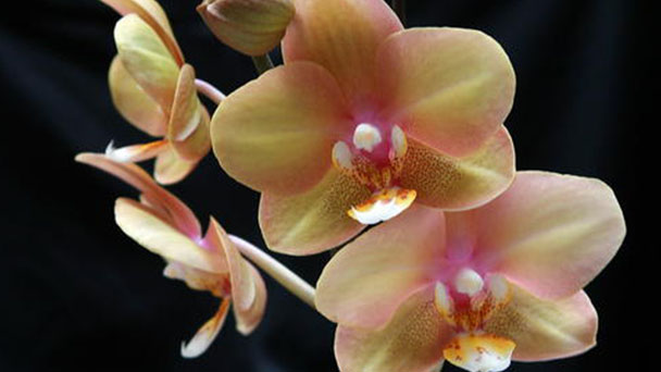 Moth orchids: How to grow and care for Phalaenopsis