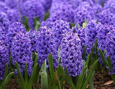 10 most popular flowers in the world