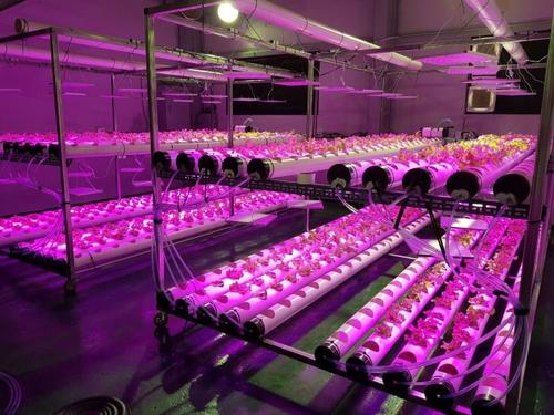8 best grow lights for indoor plants