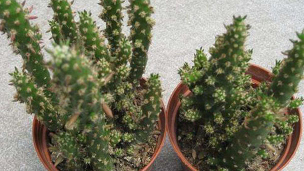 Austrocylindropuntia Subulata (Eves Needle Cactus) Profile: Info & Care Guide