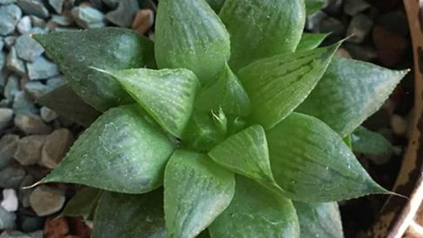 Haworthia retusa-how to grow and care for star cactus