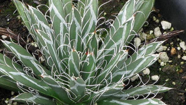 Smallflower century plant (Agave parviflora) profile