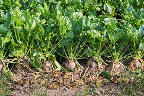6 best vegetables to grow in raised beds