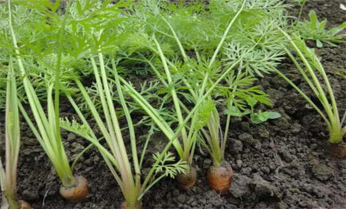 6 best vegetables to grow in raised beds