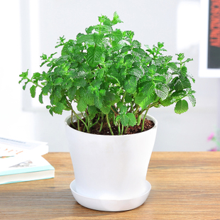 9 best plants to grow in kitchens