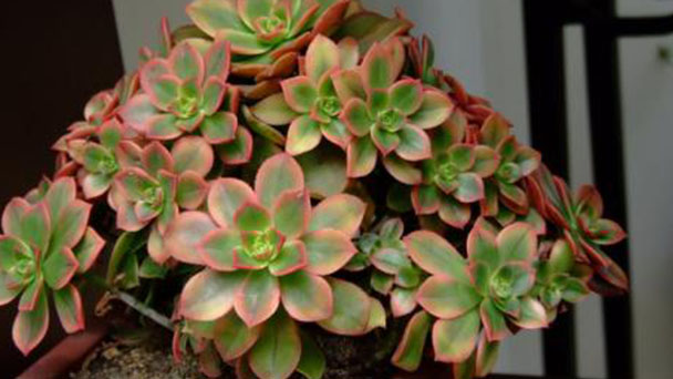 Green Pinwheel (Aeonium Decorum) Profile - Succulent Plant