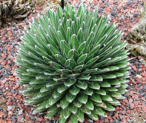 Queen Victoria agave