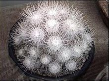 twin Spined Cactus