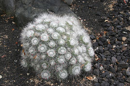twin Spined Cactus