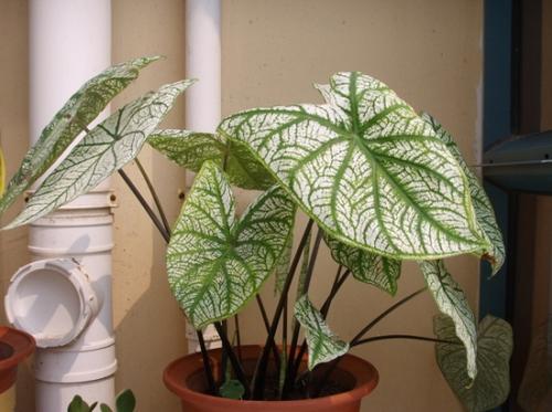 6 indoor plants dangerous to children & pets