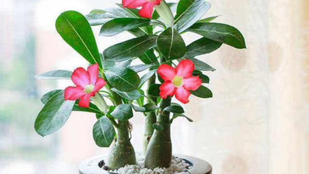 Desert Rose (Adenium Obesum) Profile - Grow & Care Guide
