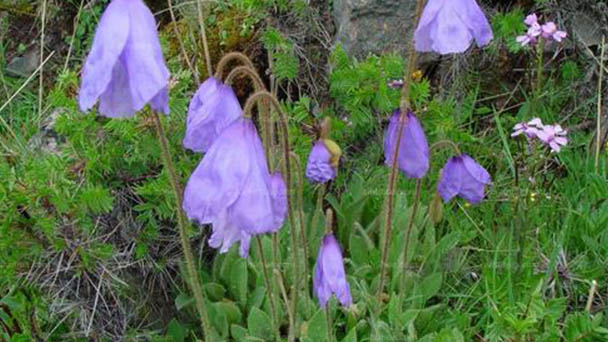 Meconopsis quintup-linervia (harebell poppy) profile