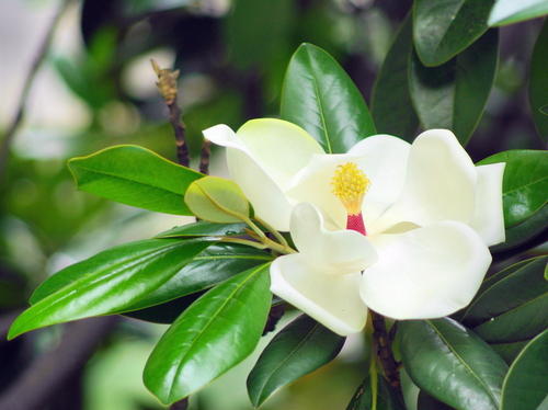 propagate Southern Magnolia