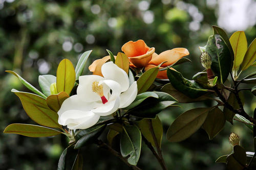 care for Southern Magnolia