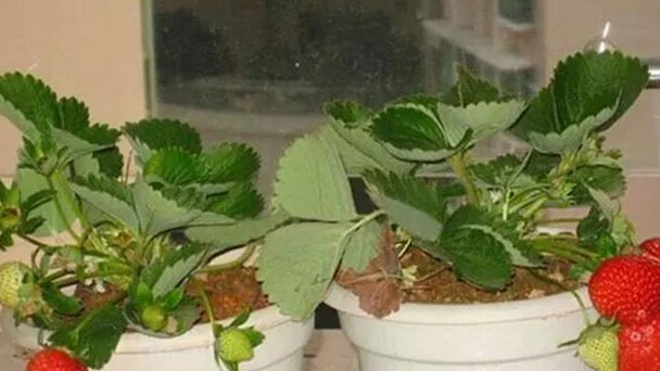 grow strawberry indoor
