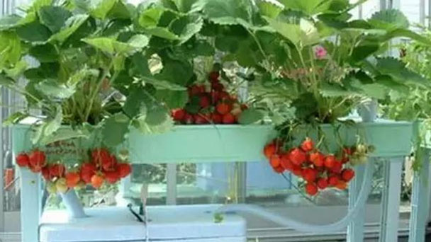grow strawberry indoor