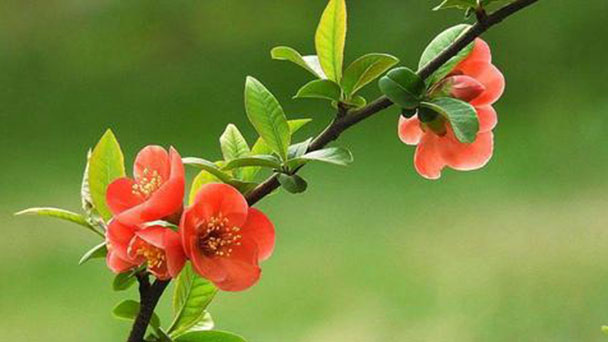 Chaenomeles speciosa (flowering quince) profile