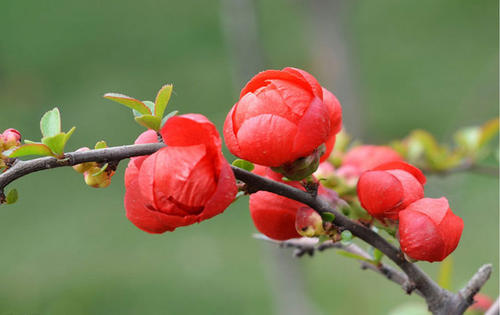 care for flowering quince