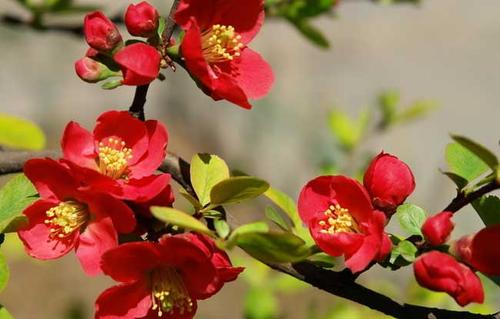care for flowering quince