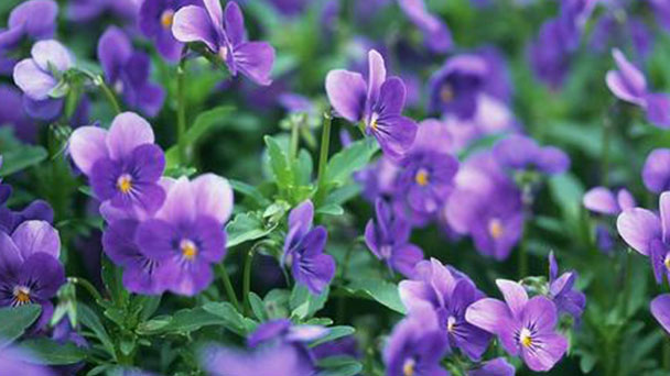 Hoary Stock Flower (Matthiola Incana) Profile: Info & Care Guide