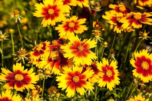 care for Indian blanket