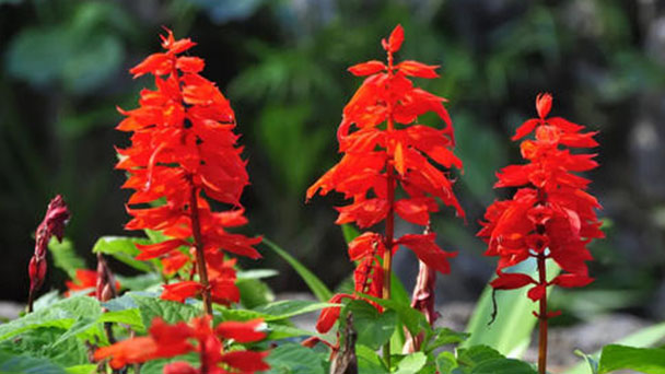 Scarlet sage care-tips for growing Salvia splendens