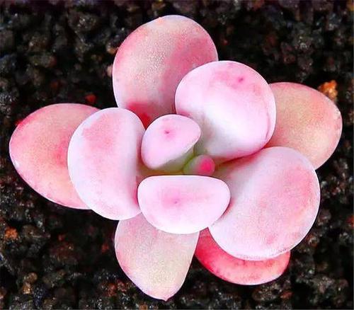 10 of the most popular succulents