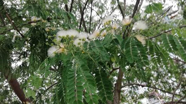 Albizia kalkora (Kalkora Mimosa) profile