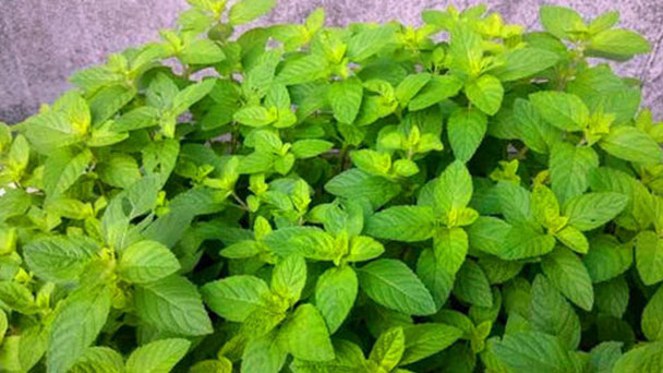 Bergamot mint (Mentha citrata) profile