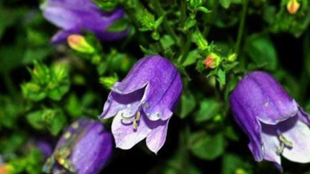 Carpathian bellflower (Campanula carpatica) profile