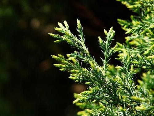 Juniperus formosana
