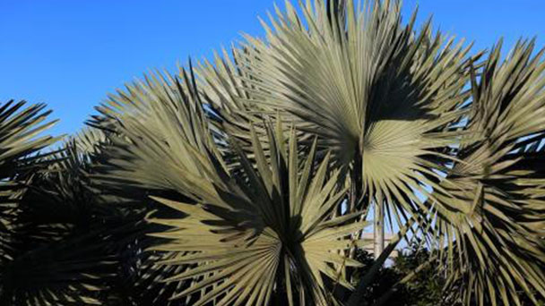 Mexican fan palm (Washingtonia robusta) profile