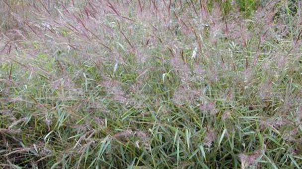 Molasses grass (Melinis minutiflora) profile
