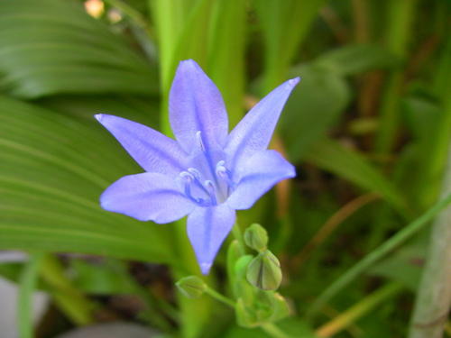 Siberian Lily
