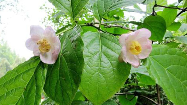 Calycanthus chinensis (Chinese sweetshrub) profile