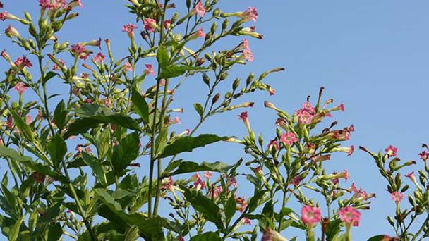 How to grow and care for Flowering tobacco (Nicotiana X sanderae)